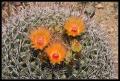 CRW_8927 Barrel cactus